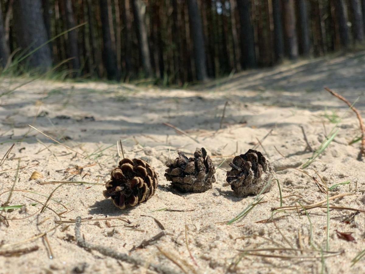 Vaivorykstes Namai Leilighet Palanga Eksteriør bilde